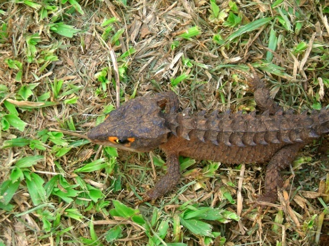 Papua New Guinea Lizard